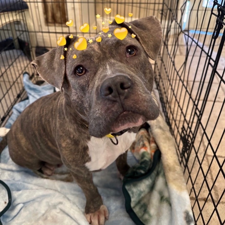 Cassidy, a Adoptable American Bully in Bixby, OK image 5/13