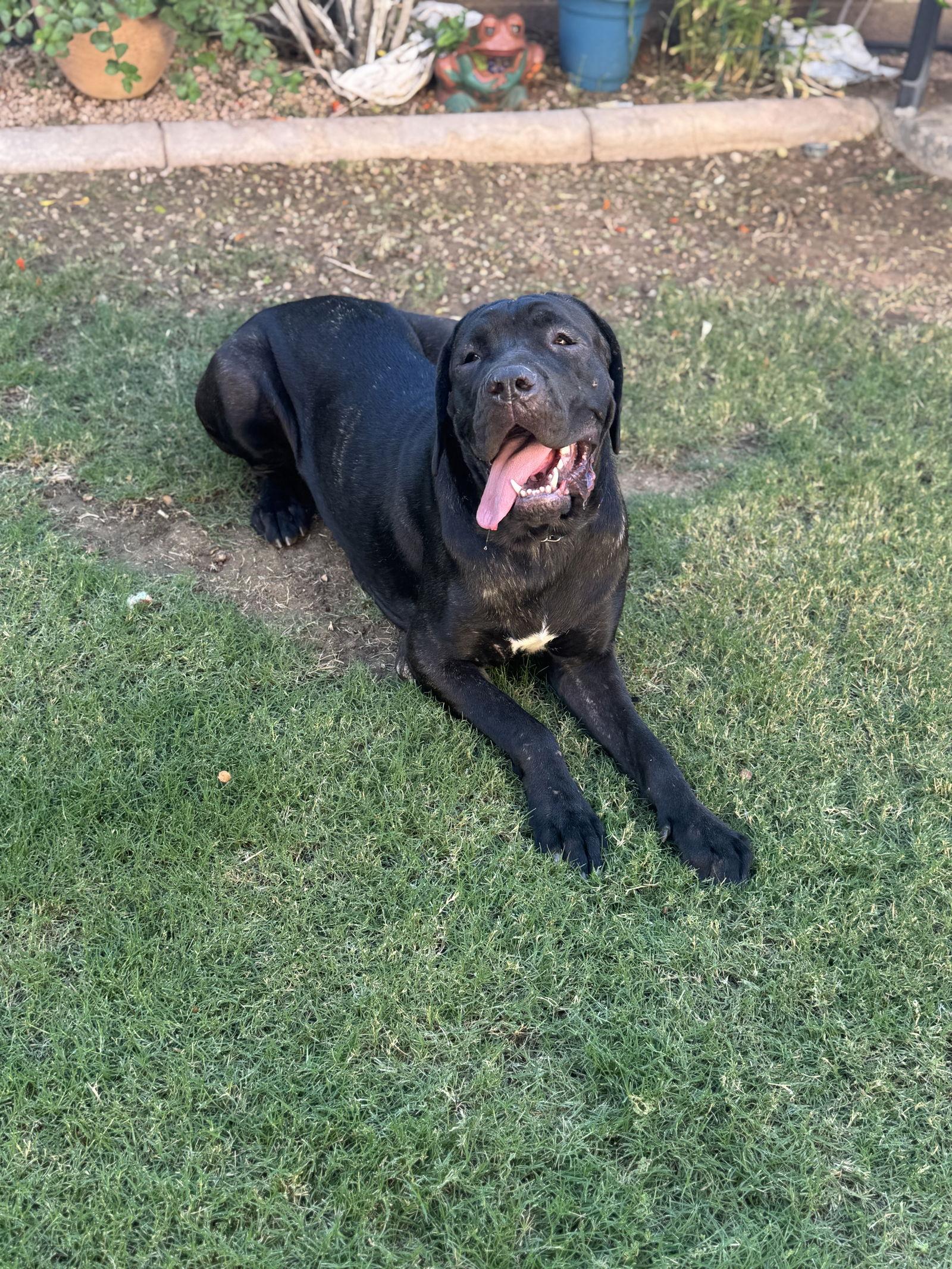 Athena, Adoptable, Young Female Cane Corso.