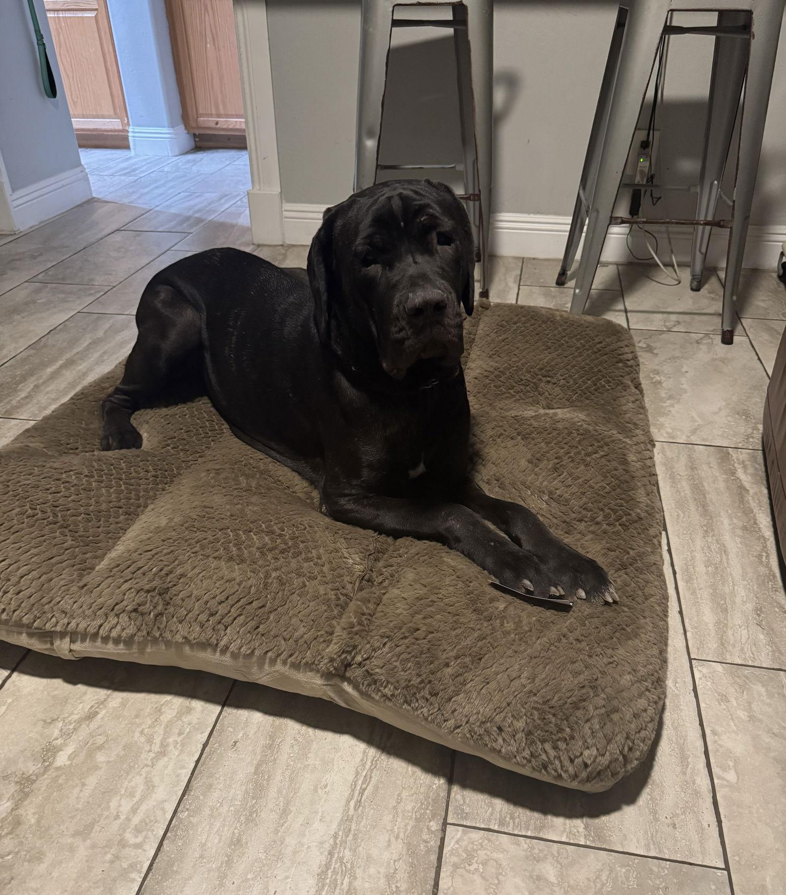 Enlarge Athena, a Adoptable Cane Corso in Glendale, AZ image 2/3