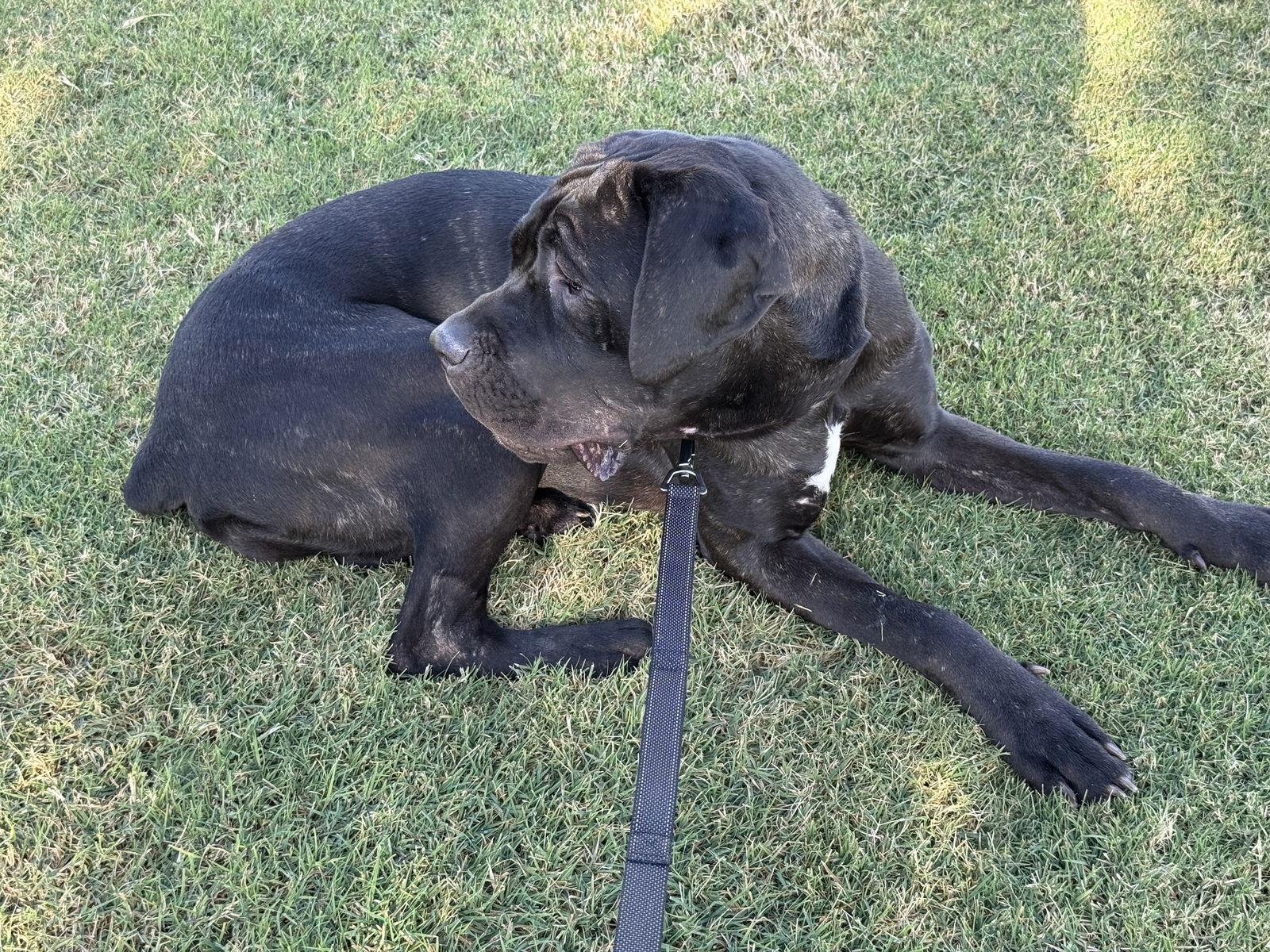 Enlarge Athena, a Adoptable Cane Corso in Glendale, AZ image 3/3
