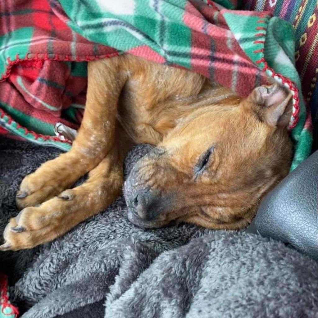 Capezio, Adoptable, Adult Female Pit Bull Terrier & None.