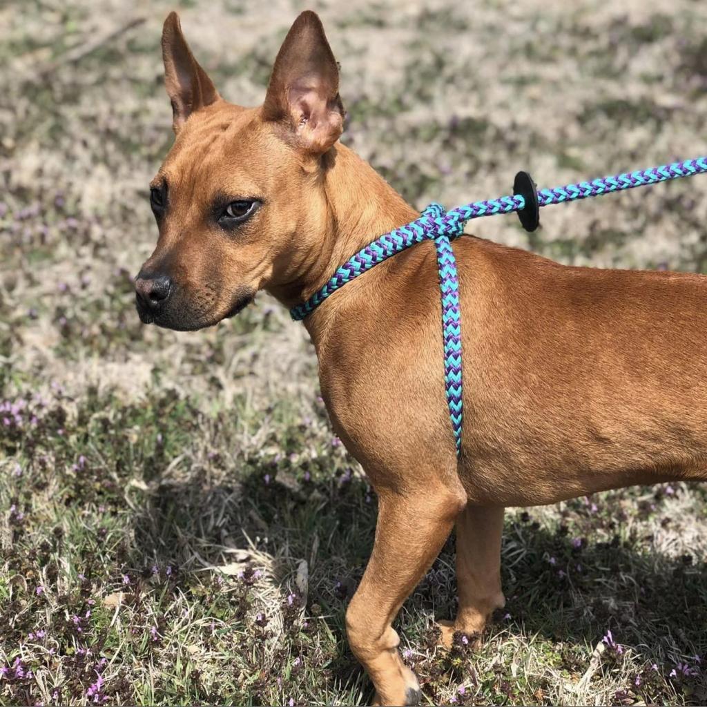 Enlarge Capezio, a Adoptable Pit Bull Terrier in Wichita, KS image 3/3