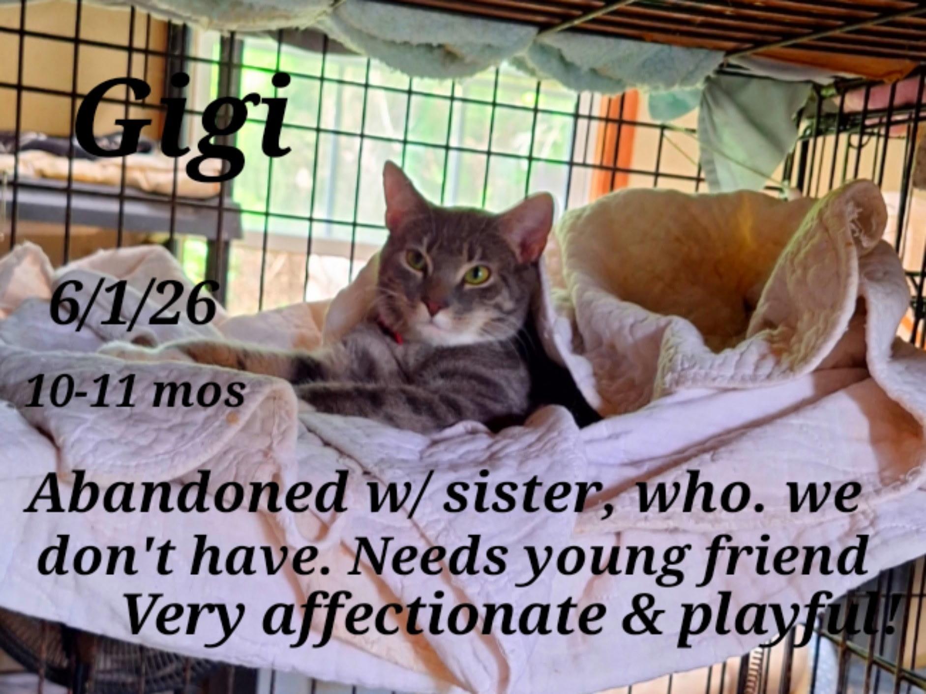 Gigi, ADOPTABLE, Young Female Tabby.