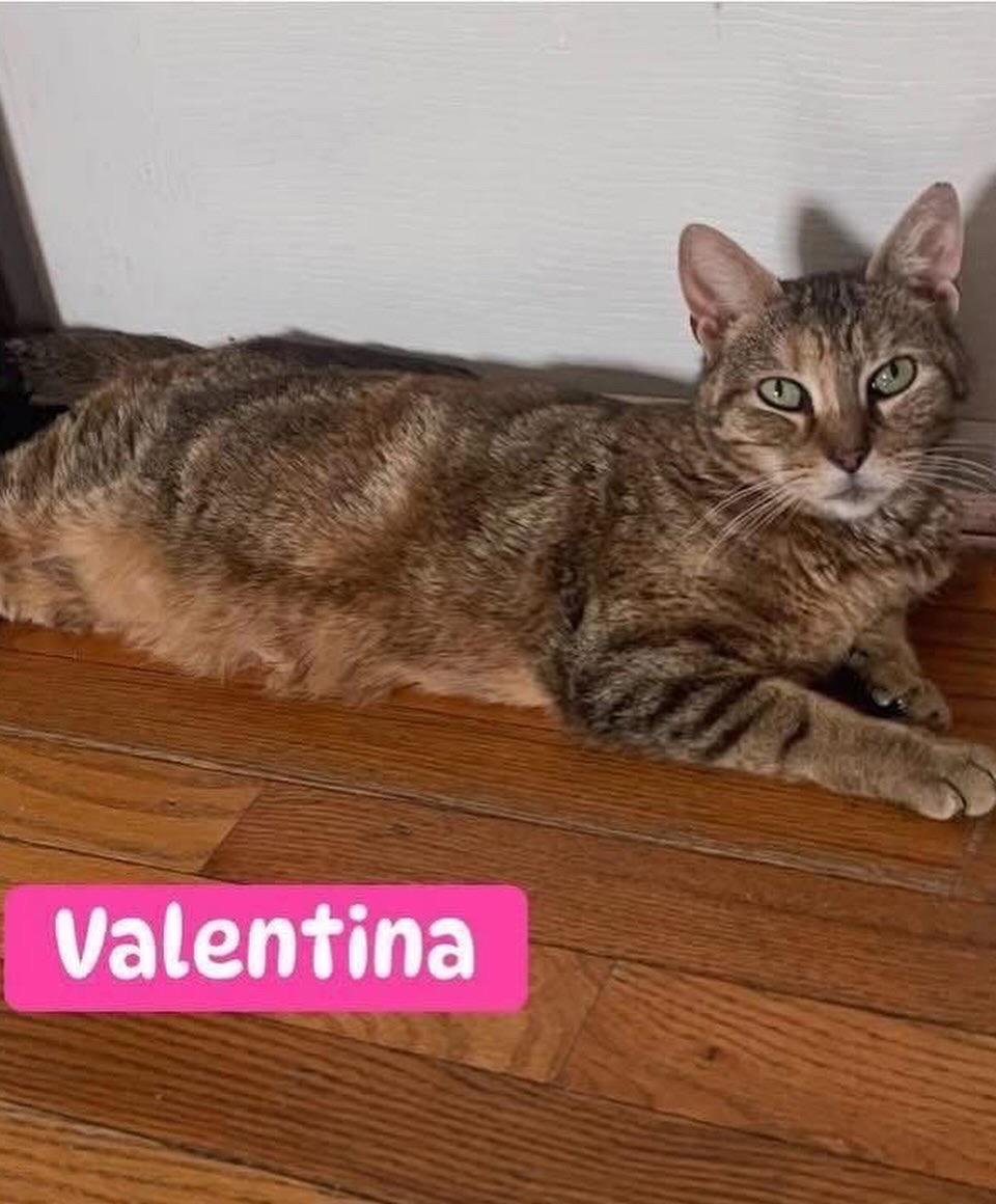Valentina & kittens Melody & Goober, an adopted Domestic Short Hair in Staten island, NY image 4/5