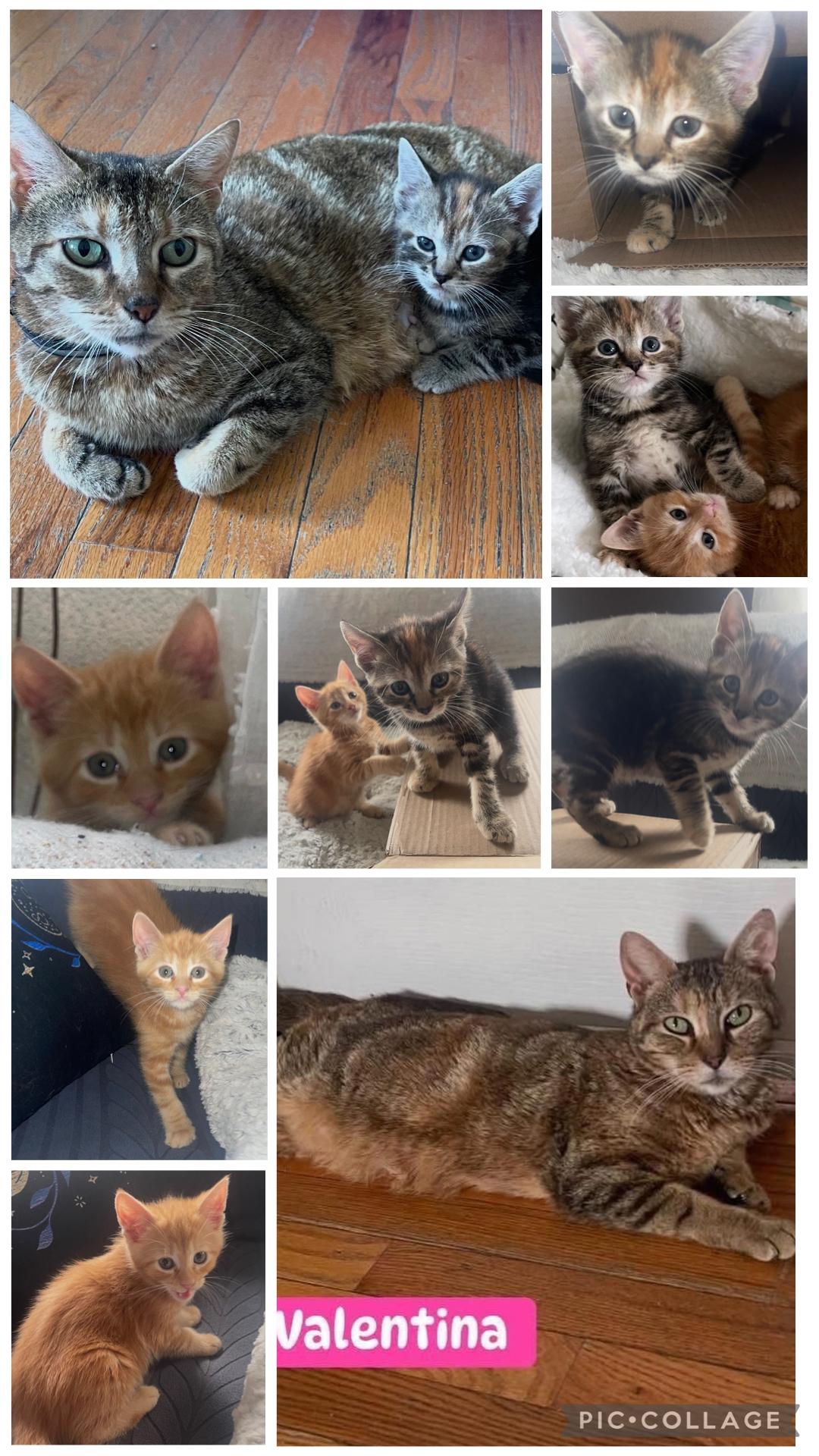 Valentina & kittens Melody & Goober, an adopted Domestic Short Hair in Staten island, NY image 5/5