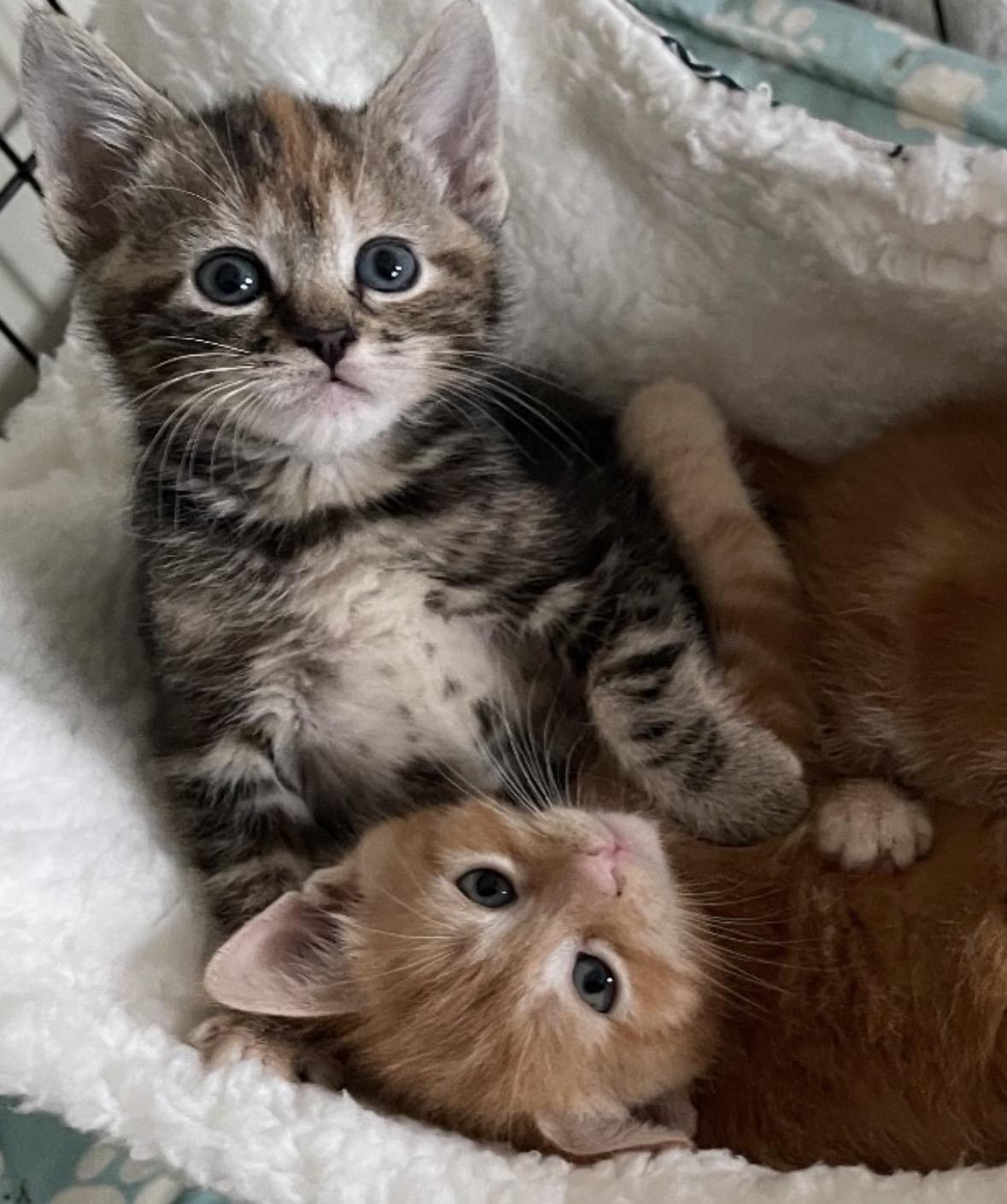 Valentina & kittens Melody & Goober, adopted, Kitten Female Domestic Short Hair.
