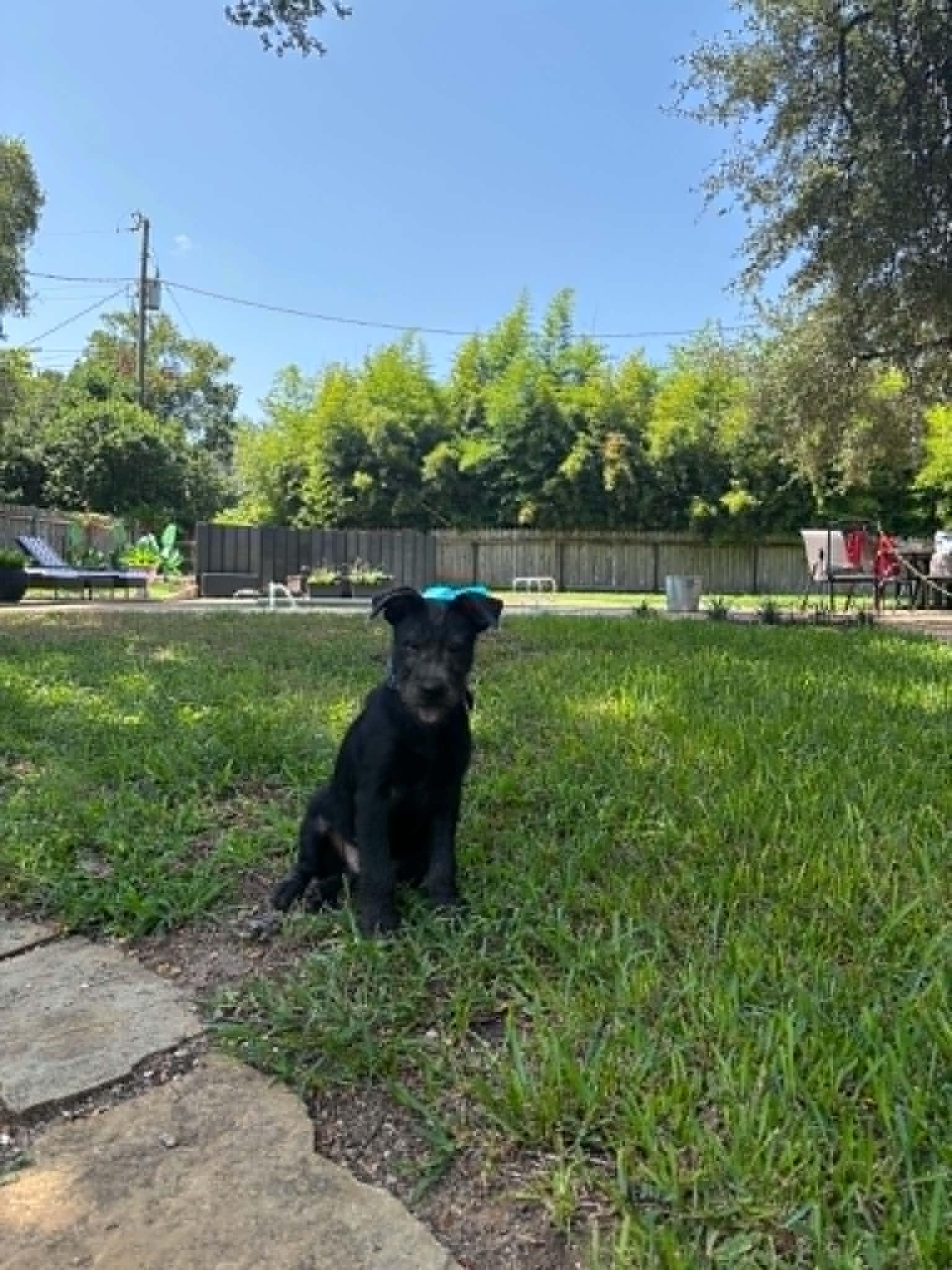 Enlarge Archibald (Archie), a ADOPTABLE mixed breed in Temple, TX image 2/4