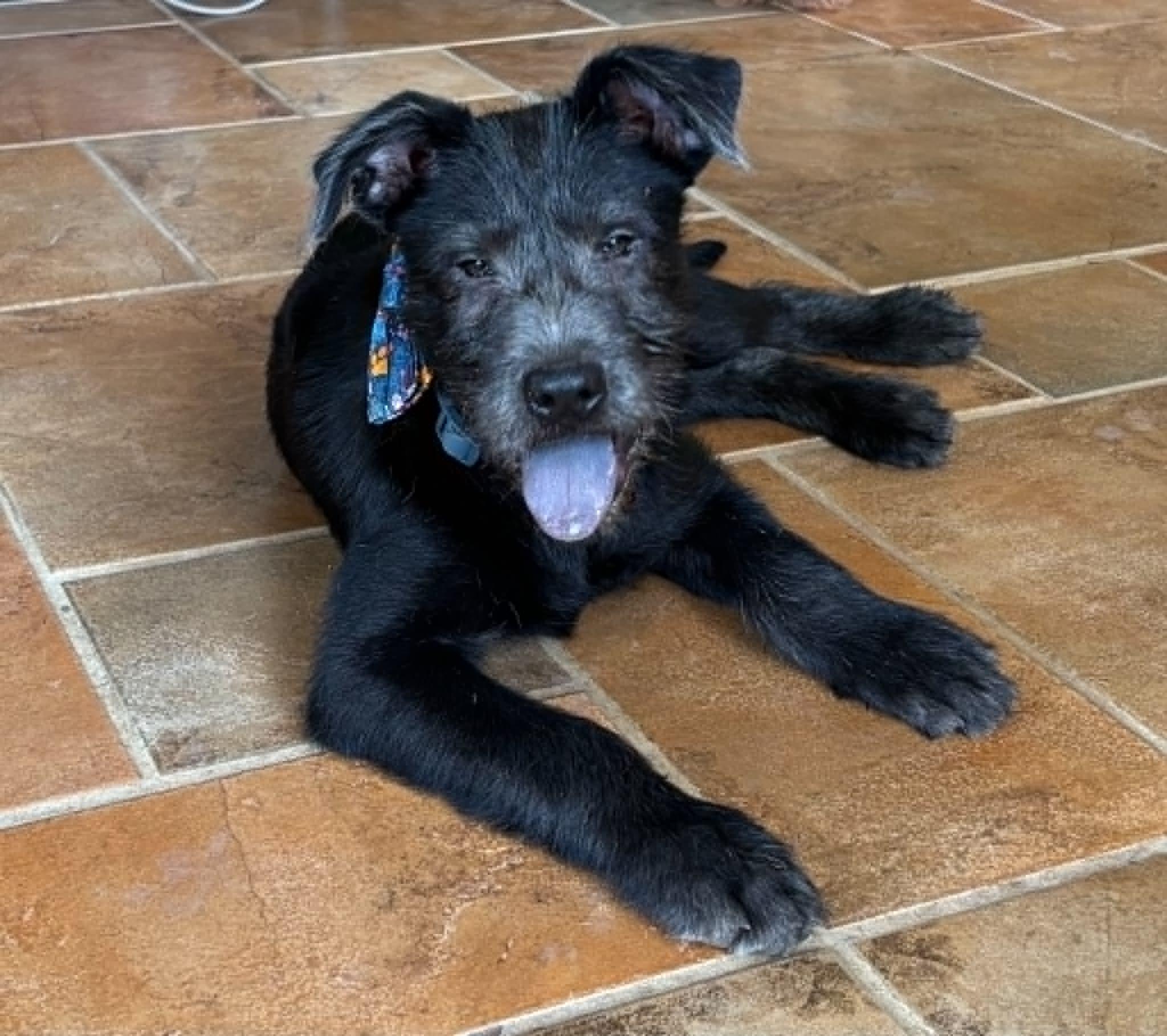 Archibald (Archie), ADOPTABLE, Puppy Male Schnauzer.