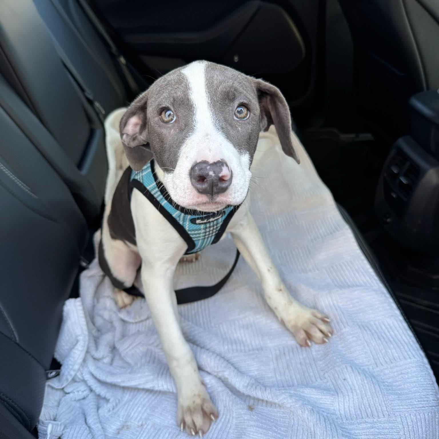 Enlarge Jane, a Adoptable Pit Bull Terrier in Sun Valley, CA image 1/6