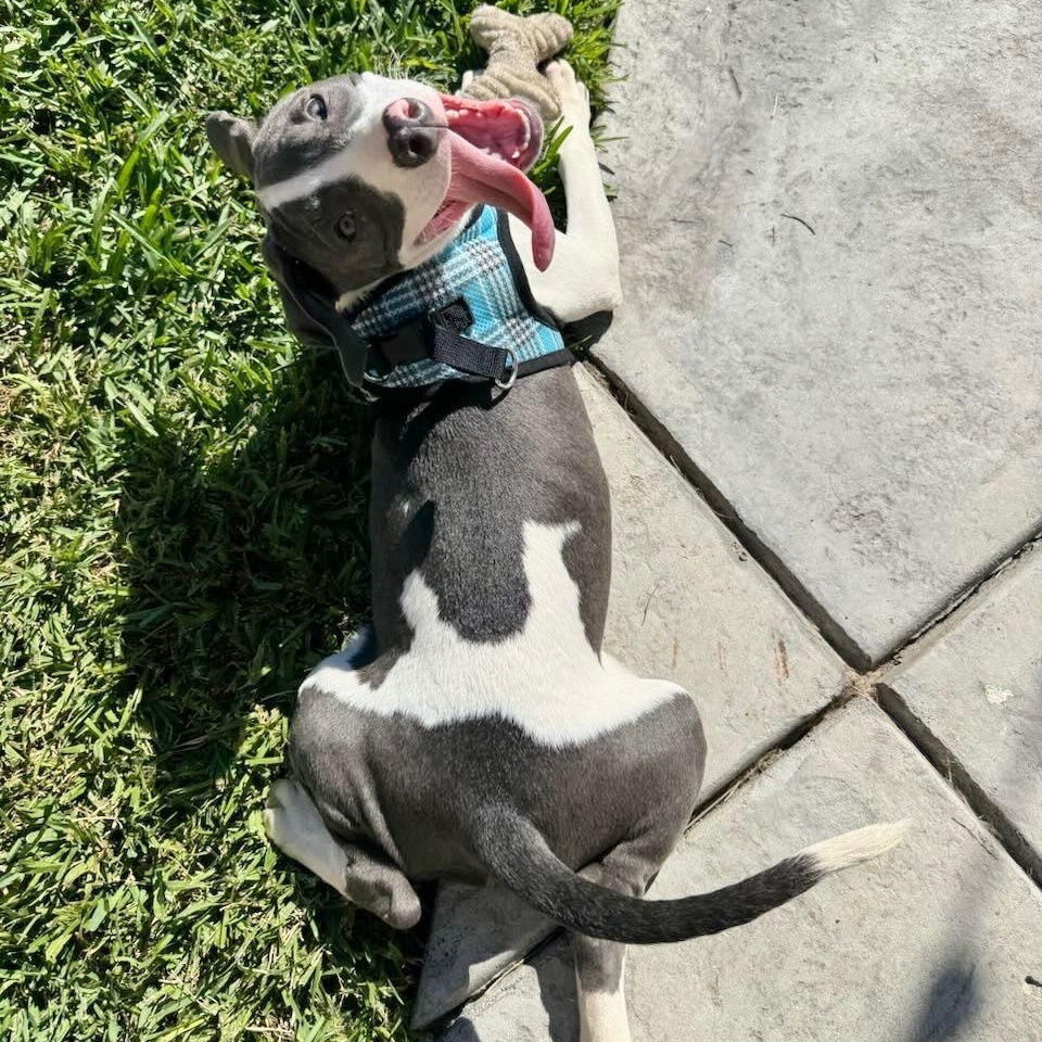 Enlarge Jane, a Adoptable Pit Bull Terrier in Sun Valley, CA image 6/6