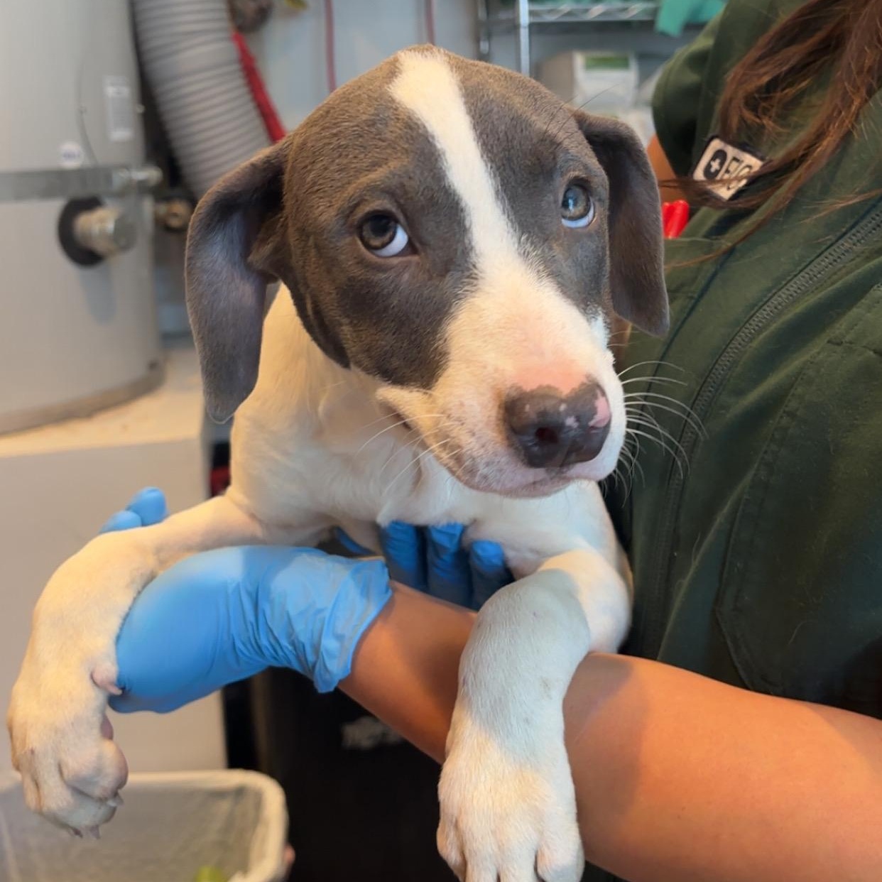 Enlarge Jane, a Adoptable Pit Bull Terrier in Sun Valley, CA image 5/6