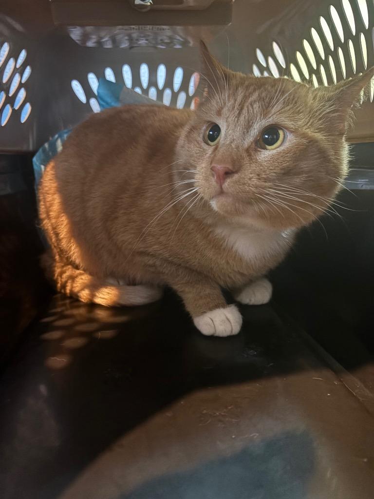 Sinatra, Adoptable, Adult Male Domestic Short Hair.