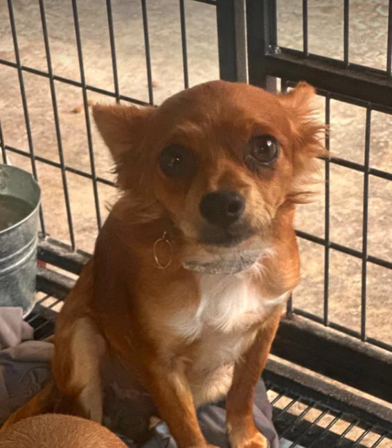 Rocky Red in TX, Adoptable, Young Male Chihuahua.
