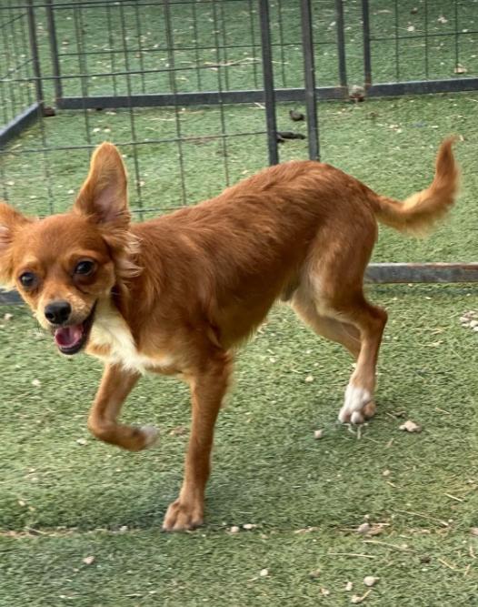 Enlarge Rocky Red in TX, a Adoptable Chihuahua in Cranston, RI image 2/3