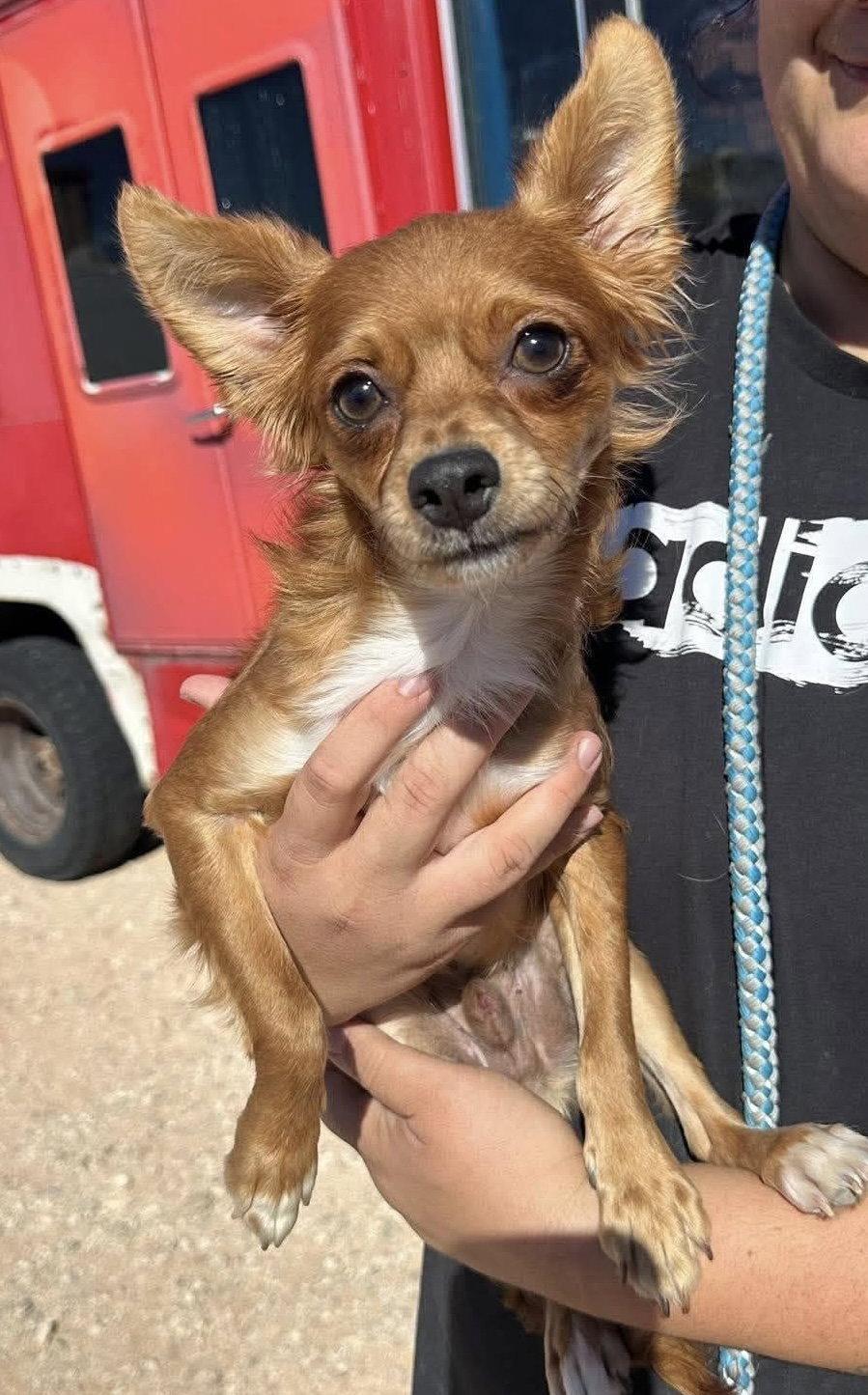 Enlarge Rocky Red in TX, a Adoptable Chihuahua in Cranston, RI image 3/3
