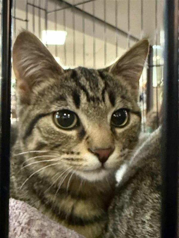 Otis, a ADOPTABLE Domestic Short Hair in Morgantown, WV image 1/2