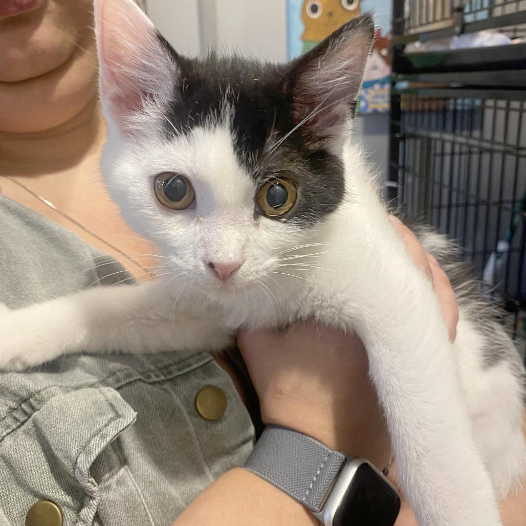 Tater Tot, Adoptable, Young Female Domestic Short Hair.