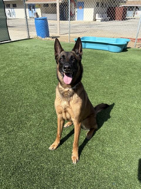 Enlarge HATSU, a Adoptable Belgian Shepherd / Malinois in Castaic, CA image 1/1