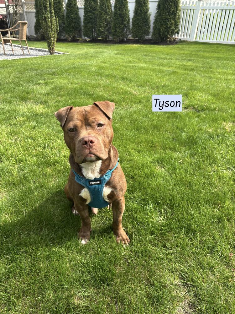 Tyson