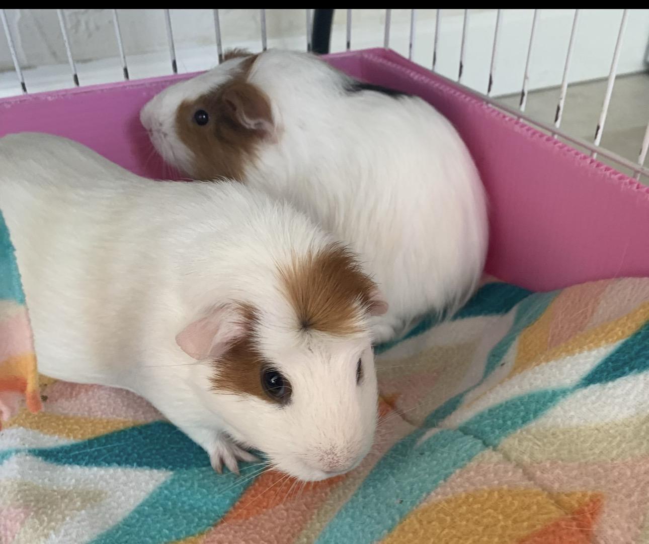 Lorelei and Rory, ADOPTABLE, Young Female Guinea Pig.