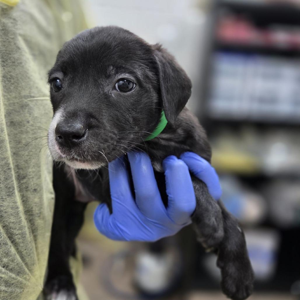 Eboshi, Adoptable, Puppy Female Retriever & Pit Bull Terrier.