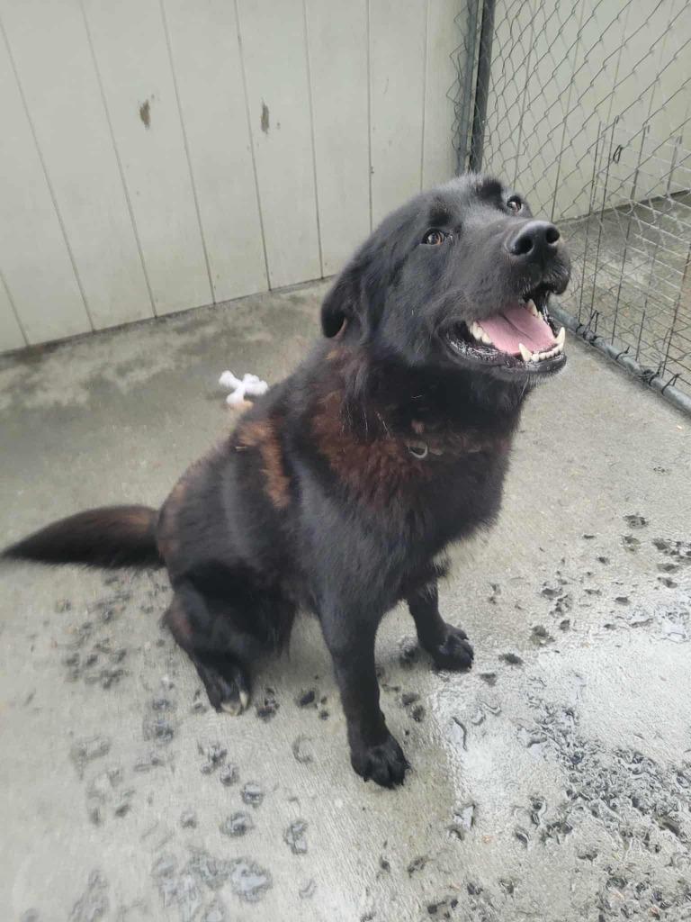 Enlarge Atom, a Adoptable mixed breed in Kodiak, AK image 1/1