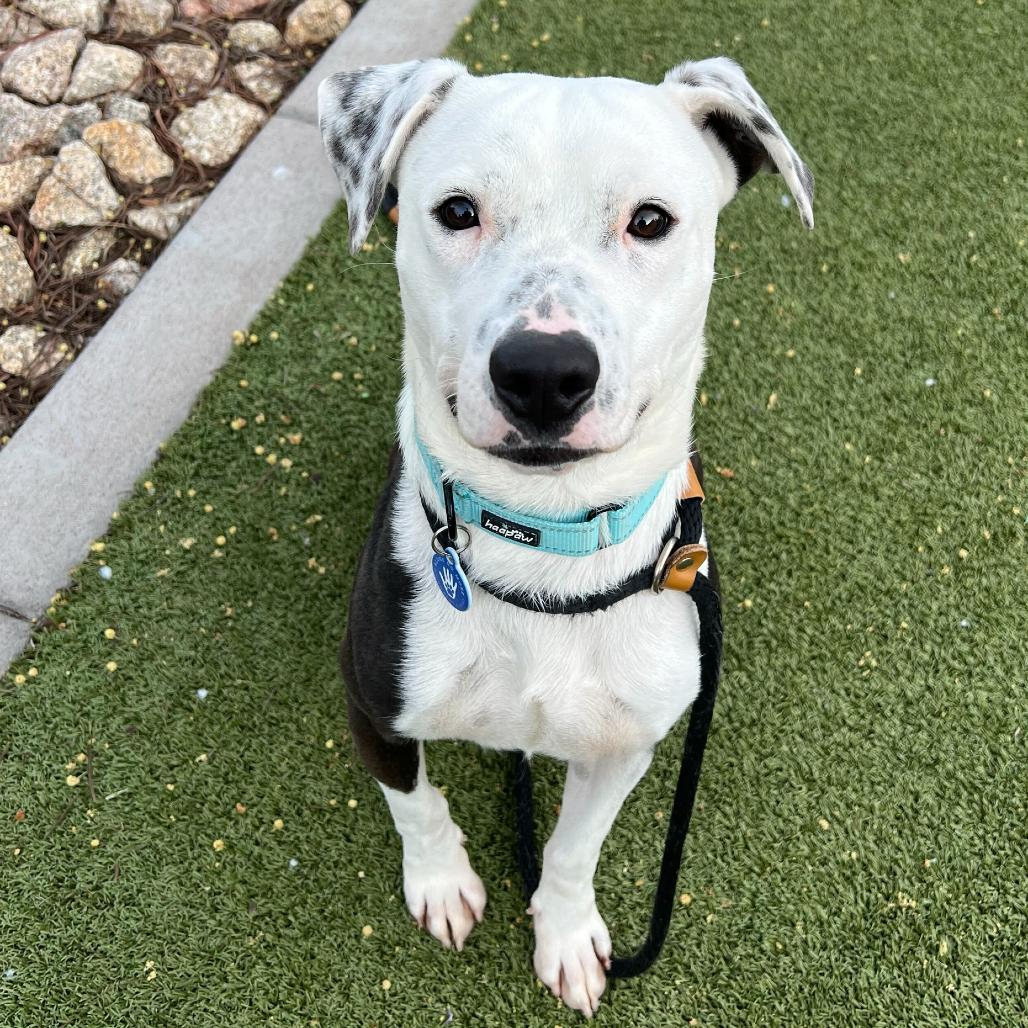 Bosco, Adoptable, Adult Male Pit Bull Terrier.