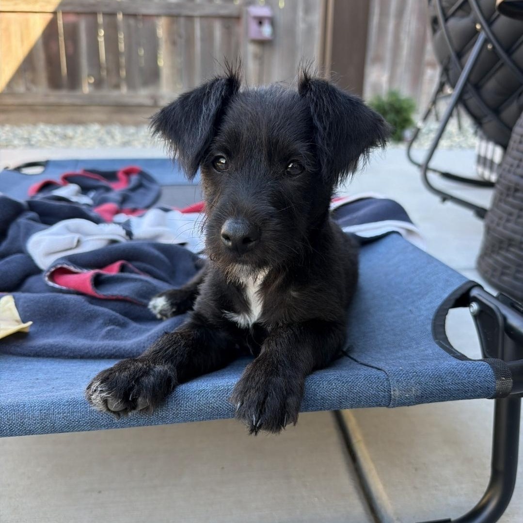 Enlarge Archie, a Adopted mixed breed in Brentwood, CA image 2/3