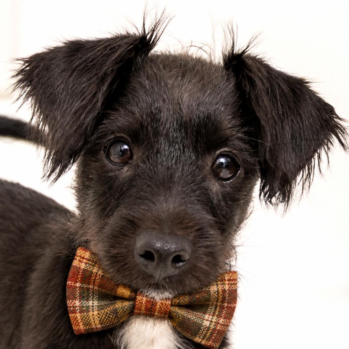 Enlarge Archie, a Adopted mixed breed in Brentwood, CA image 3/3