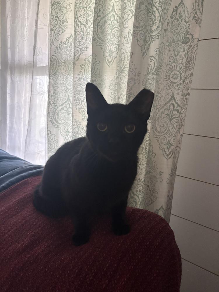 Jasper, Adoptable, Young Male Domestic Short Hair.