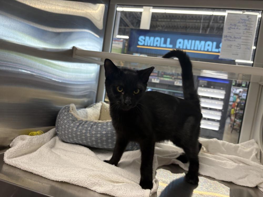 Enlarge Jasper, a Adoptable Domestic Short Hair in Wilson, NC image 2/5