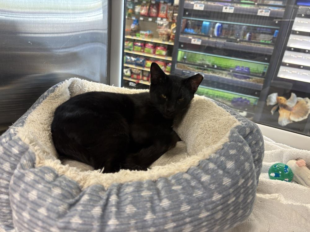 Enlarge Jasper, a Adoptable Domestic Short Hair in Wilson, NC image 3/5