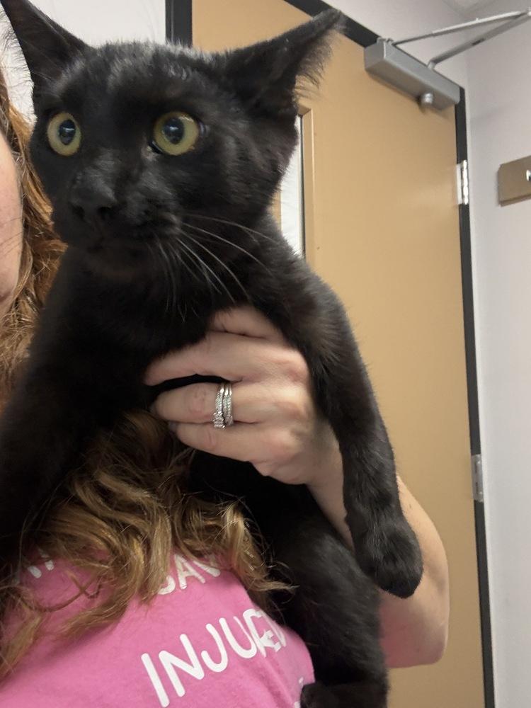 Enlarge Jasper, a Adoptable Domestic Short Hair in Wilson, NC image 4/5