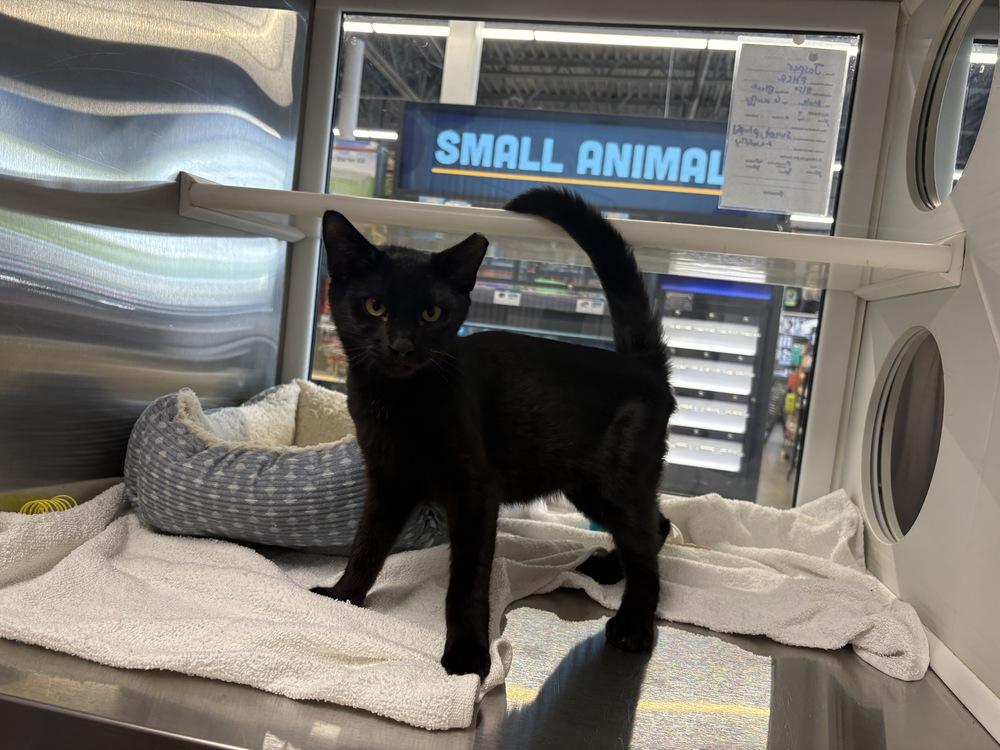 Enlarge Jasper, a Adoptable Domestic Short Hair in Wilson, NC image 5/5