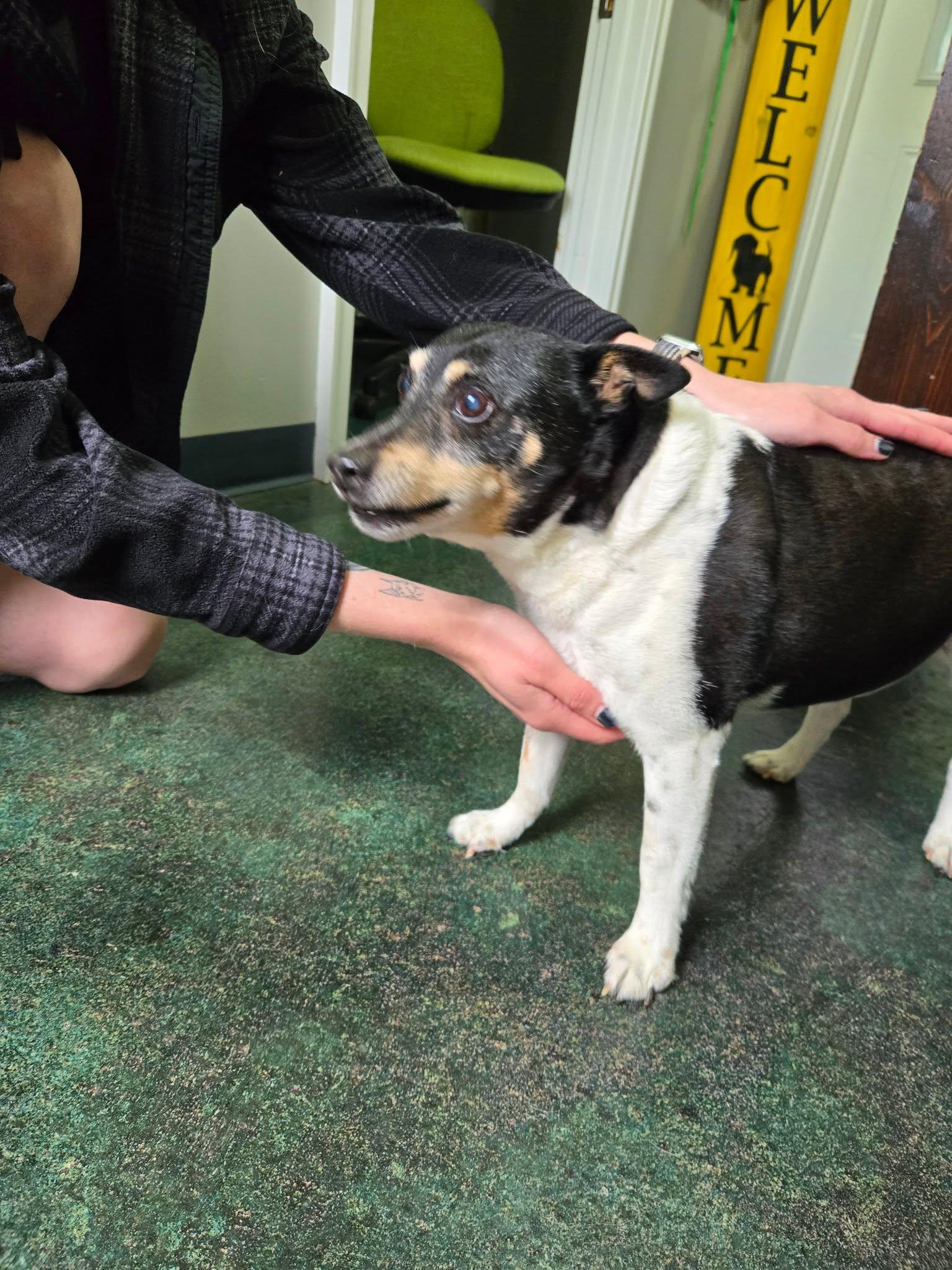 Howdy-Doo, ADOPTABLE, Senior Male Rat Terrier.