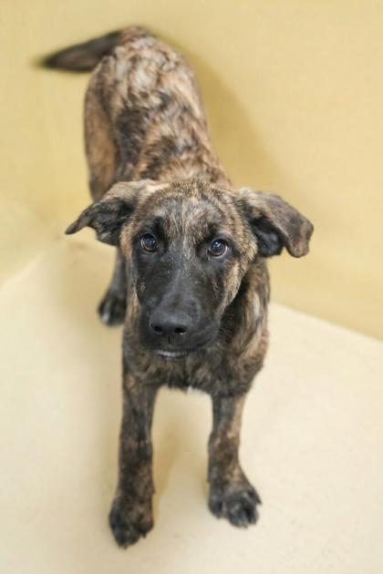 Enlarge Meatball~ PARVO SURVIVOR, a Adoptable mixed breed in Bowling Green, KY image 1/2