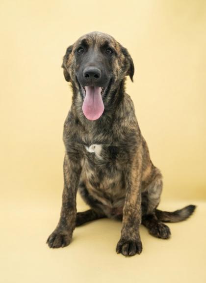 Enlarge Meatball~ PARVO SURVIVOR, a Adoptable mixed breed in Bowling Green, KY image 2/2