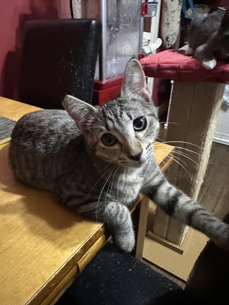 Enlarge Amber, a Adoptable mixed breed in Little Rock, AR image 1/6