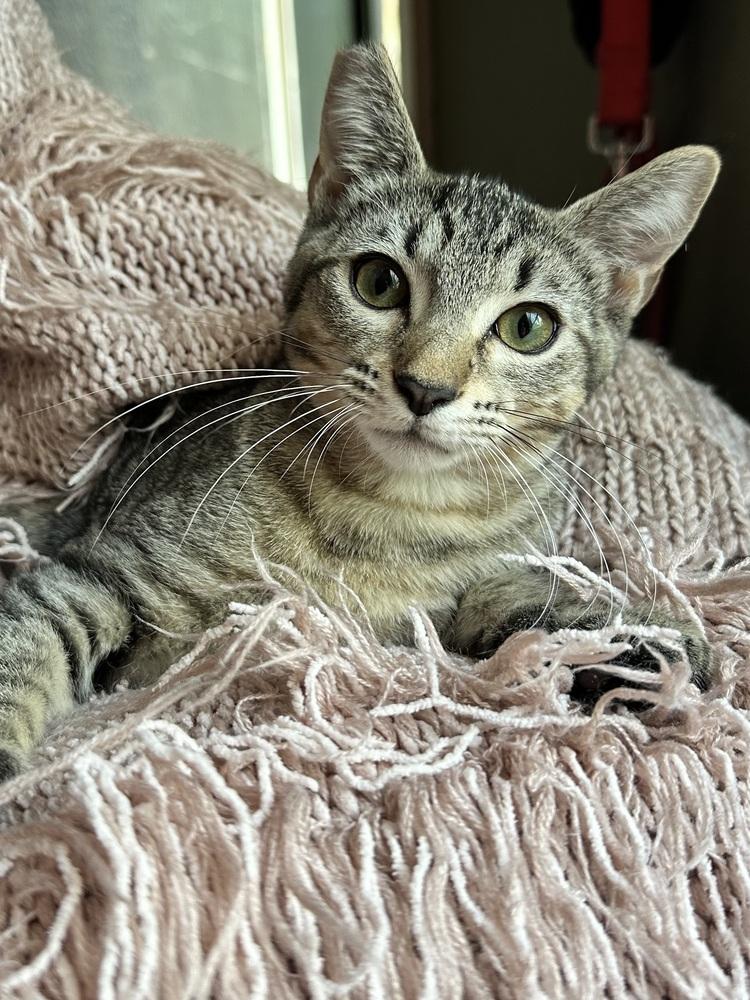 Enlarge Amber, a Adoptable mixed breed in Little Rock, AR image 2/6