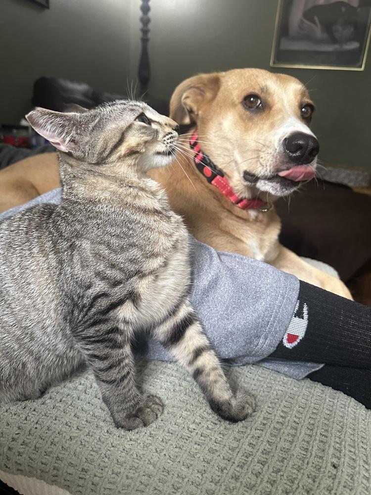 Enlarge Amber, a Adoptable mixed breed in Little Rock, AR image 3/6