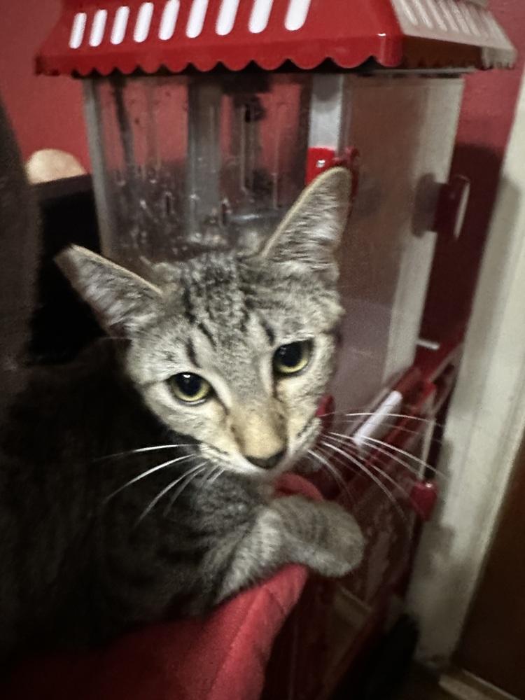 Enlarge Amber, a Adoptable mixed breed in Little Rock, AR image 4/6