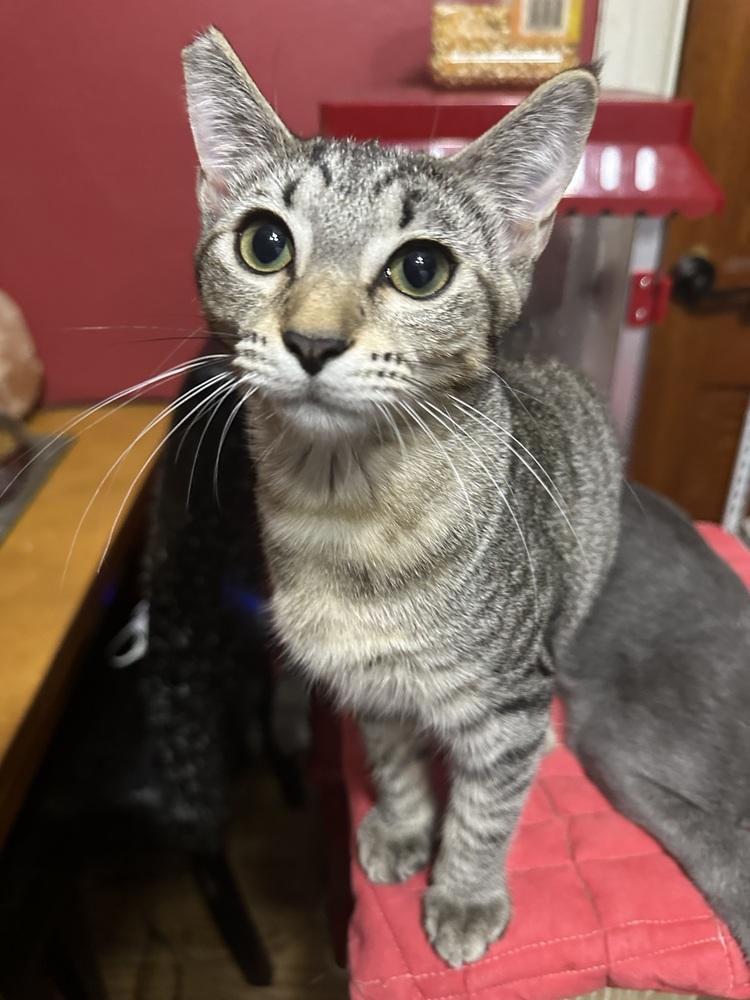 Enlarge Amber, a Adoptable mixed breed in Little Rock, AR image 5/6