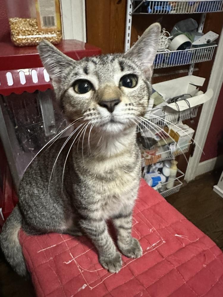 Amber, Adoptable, Kitten Female Domestic Short Hair & Tabby.