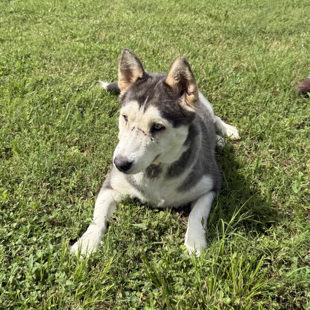 Scarface, a Adoptable Husky in Brenham, TX image 2/6