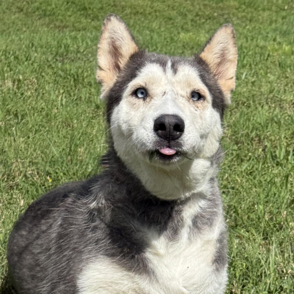 Scarface, a Adoptable Husky in Brenham, TX image 3/6