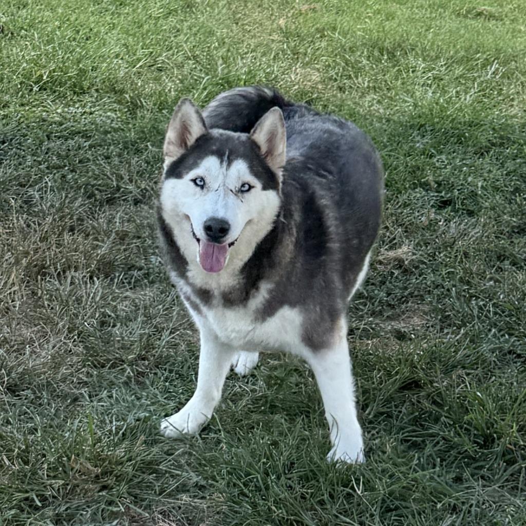 Scarface, a Adoptable Husky in Brenham, TX image 3/6