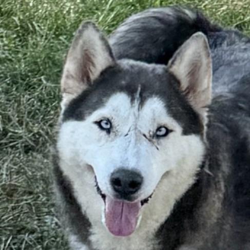 Scarface, a Adoptable Husky in Brenham, TX image 1/6
