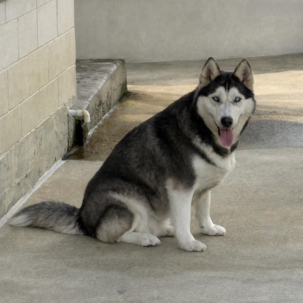 Scarface, a Adoptable Husky in Brenham, TX image 4/6