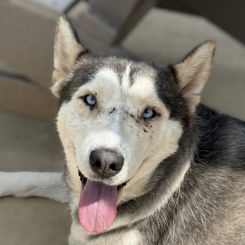 Scarface, a Adoptable Husky in Brenham, TX image 1/6