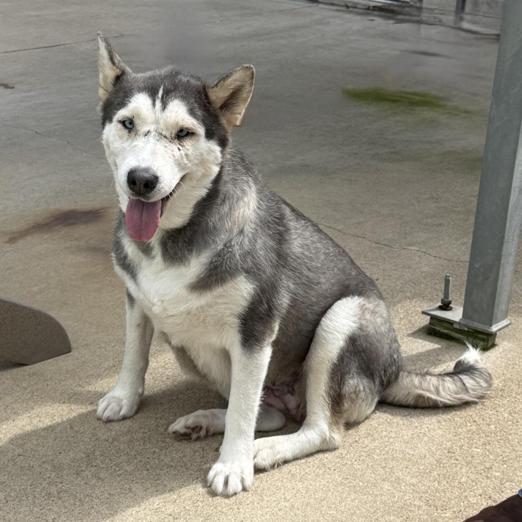 Scarface, a Adoptable Husky in Brenham, TX image 4/6